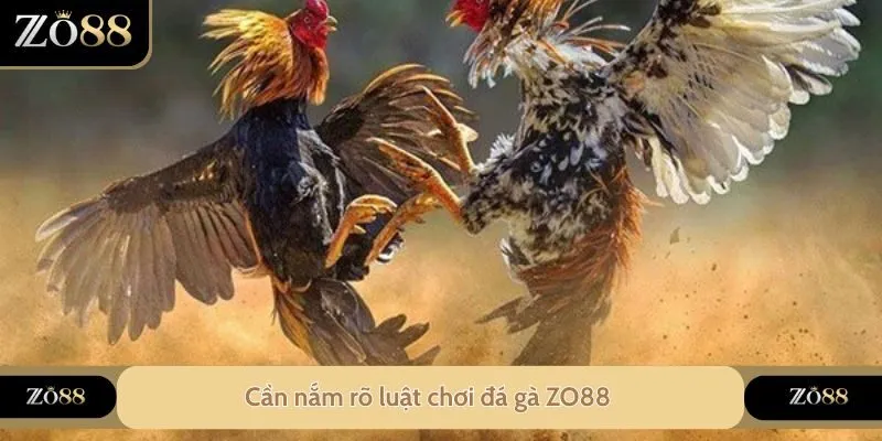 Cần nắm rõ luật chơi đá gà ZO88